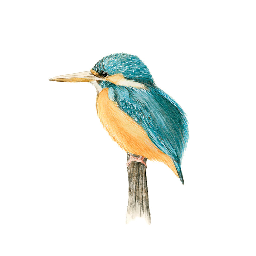 Kingfisher - Watercolor Wall Art
