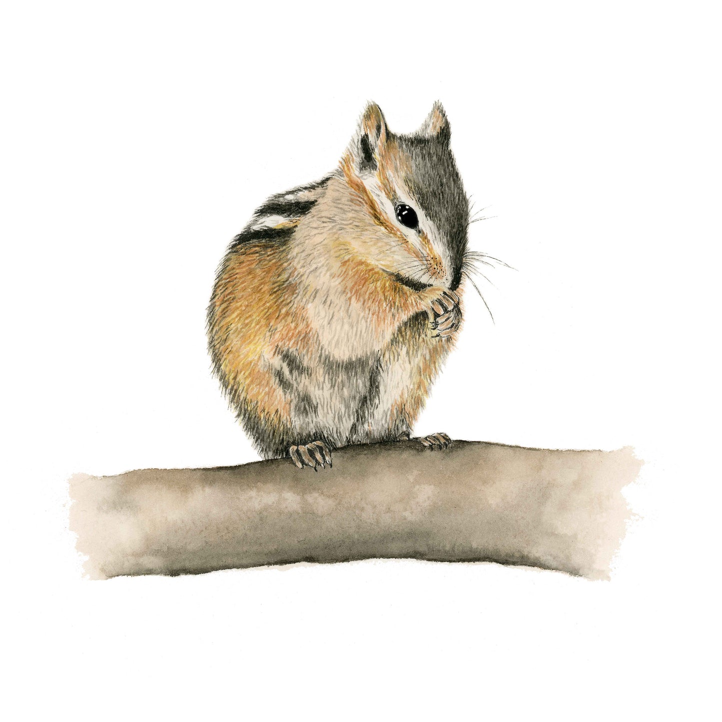 Squirrel - Watercolor Wall Art