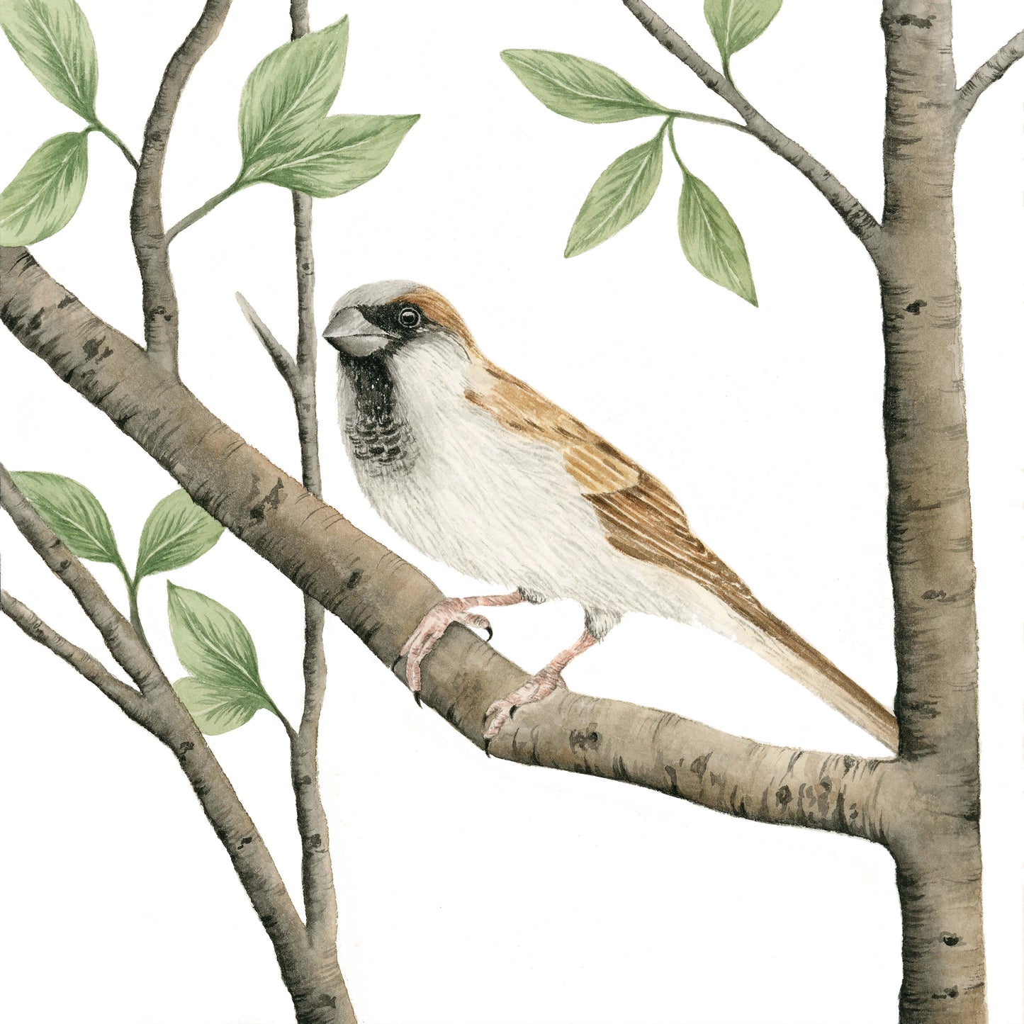 A little bird called "Pardal" - Watercolor Wall Art
