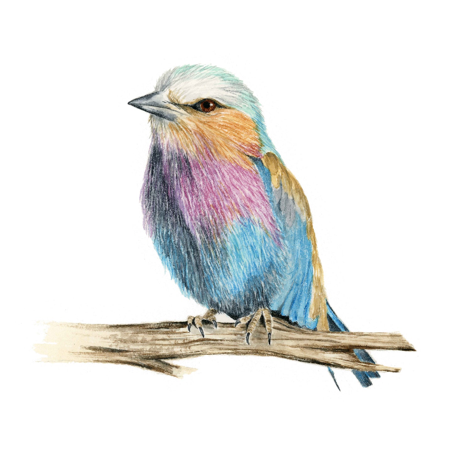 Colorful bird - Watercolor Wall Art